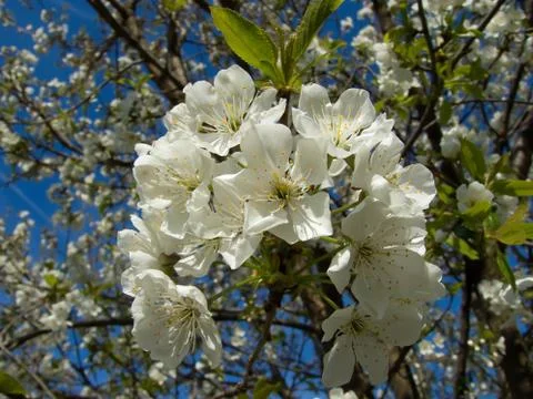 Cherry blossom tree Stock Photos