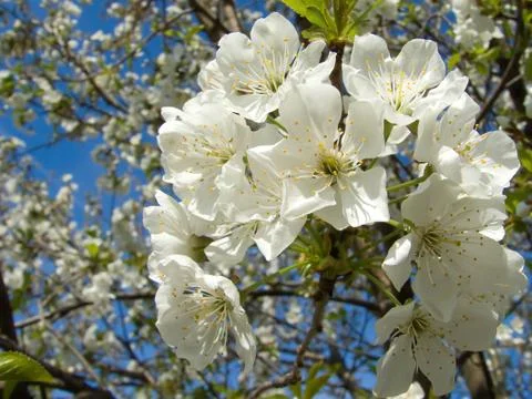 Cherry blossom tree Stock Photos