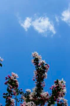 Cherry Blossom Tree Foto stock
