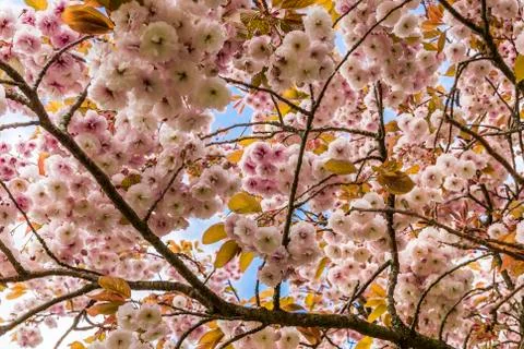 Cherry Blossom Tree Stock Photos
