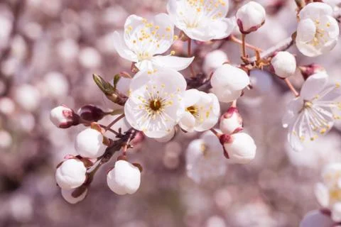 Cherry blossom tree Stock Photos
