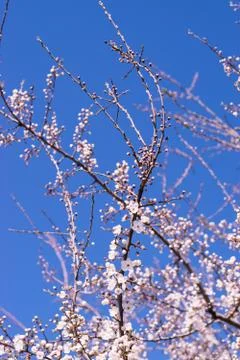Cherry blossom tree Stock Photos