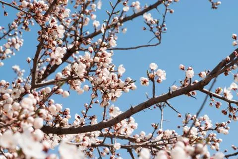 Cherry blossom tree Stock Photos