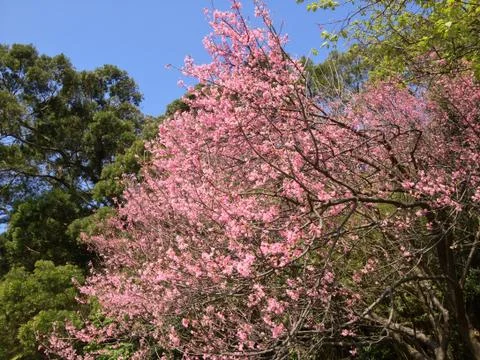 Cherry Blossom Tree Stock Photos