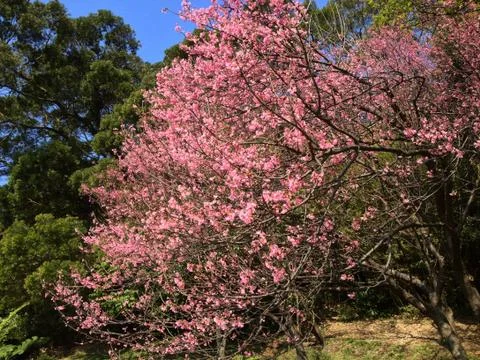 Cherry Blossom Tree Foto stock