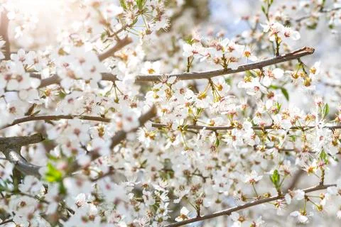 Cherry blossom tree Stock Photos