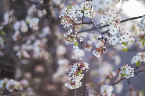 Cherry blossom tree Stock Photos