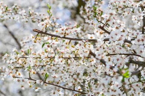 Cherry blossom tree Stock Photos