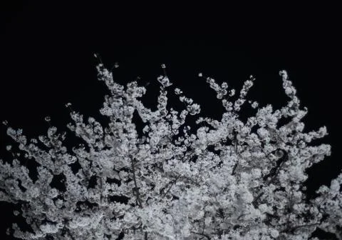 Cherry blossom on a tree Stock Photos
