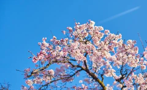 Cherry blossom on a tree Stock Photos