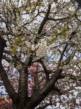 Cherry blossom tree Fotos de archivo