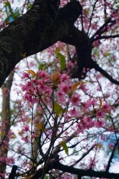 Cherry Blossom on Tree Stock Photos
