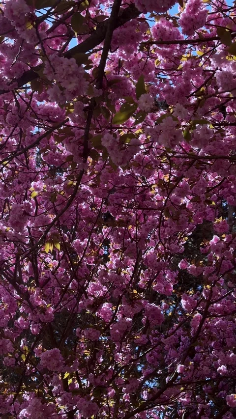 Cherry blossom tree, pink flower bloom, vibrant spring season, delicate petal, Stock Footage 333375327