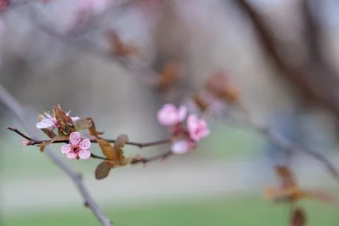 Cherry blossom tree pink Stock Photos