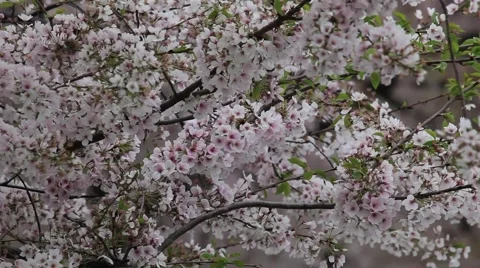 CHERRY BLOSSOM TREE IN SHADE Stock Footage 953280