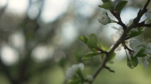 Cherry Blossom Tree In The Spring, 4k Stock Footage 153603669