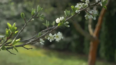 Cherry Blossom Tree In The Spring, 4k Stock Footage 153605222