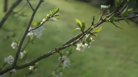 Cherry Blossom Tree In The Spring, 4k Stock Footage 153605555
