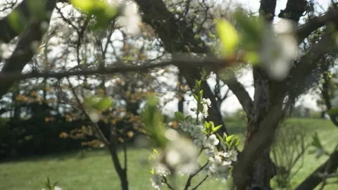 Cherry Blossom Tree In The Spring, 4k Stock Footage 153605830
