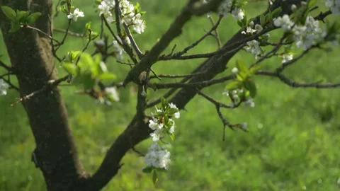 Cherry Blossom Tree In The Spring, 4k Stock Footage 153606831