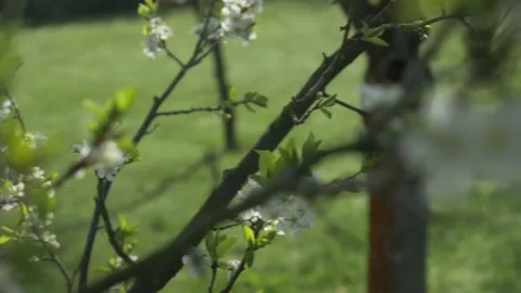Cherry Blossom Tree In The Spring, 4k Stock Footage 153606838