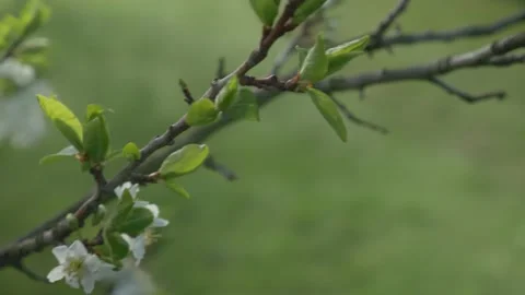 Cherry Blossom Tree In The Spring, 4k Stock Footage 153606872