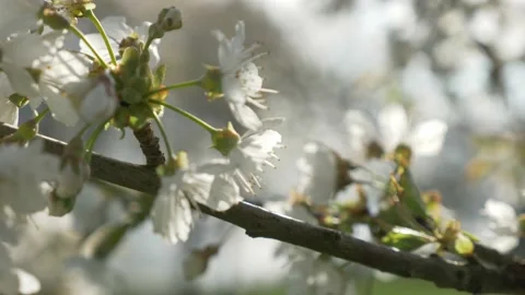 Cherry Blossom Tree In The Spring, 4k Stock Footage 153608631