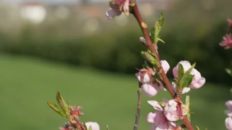 Cherry Blossom Tree In The Spring, 4k Stock Footage 153608919