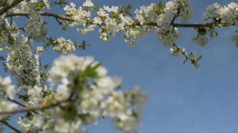 Cherry Blossom Tree In The Spring, 4k Stock Footage 153609060