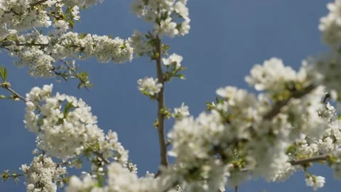 Cherry Blossom Tree In The Spring, 4k Stock Footage 153609532