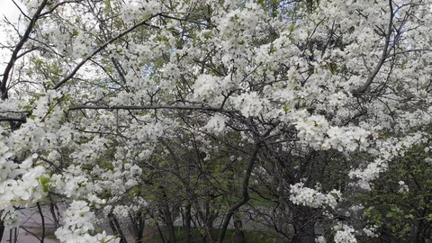 Cherry blossom tree in spring Stock Footage 107541541