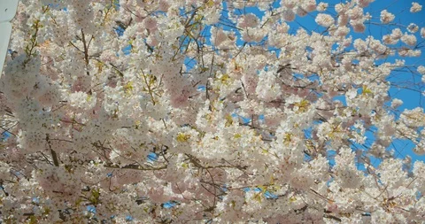 Cherry Blossom Tree in Spring Video stock 129852658