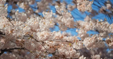Cherry Blossom Tree in Spring Video stock 129854044