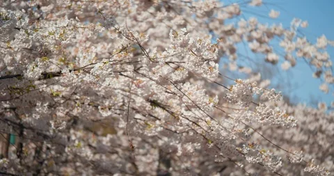 Cherry Blossom Tree in Spring Video stock 129854074
