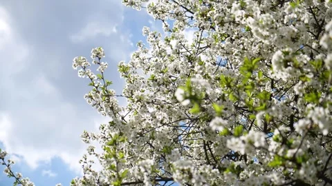 Cherry blossom on a tree in spring Video stock 330117246