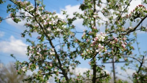 Cherry blossom on a tree in spring 스톡 동영상 330117249