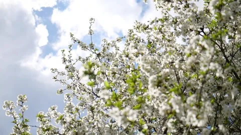Cherry blossom on a tree in spring Vidéo 330117251