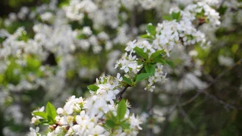 Cherry blossom on a tree in spring 스톡 동영상 330117261