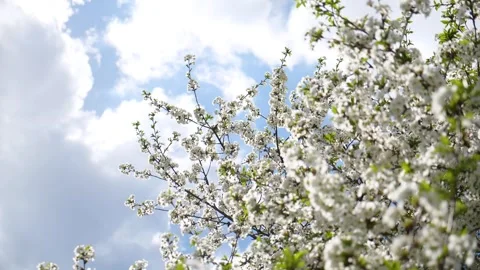 Cherry blossom on a tree in spring 動画素材 330117266