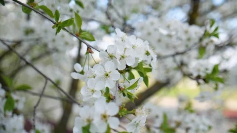Cherry blossom on a tree in spring Stockbeeldmateriaal 330117267