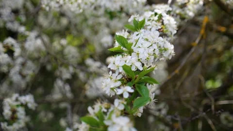 Cherry blossom on a tree in spring 스톡 동영상 330117268