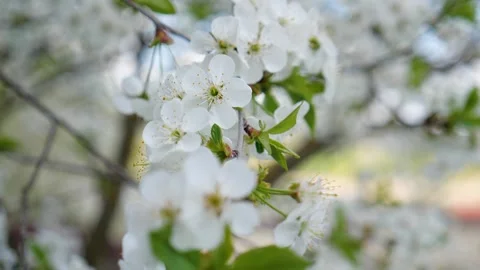 Cherry blossom on a tree in spring 動画素材 330117269