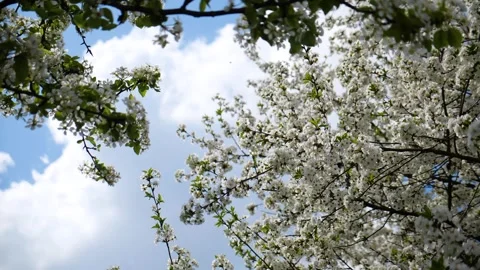 Cherry blossom on a tree in spring Video stock 330117274