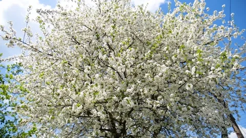 Cherry blossom on a tree in spring 動画素材 330117294