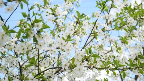 Cherry blossom on a tree in spring Video stock 330117297