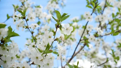 Cherry blossom on a tree in spring 스톡 동영상 330117299
