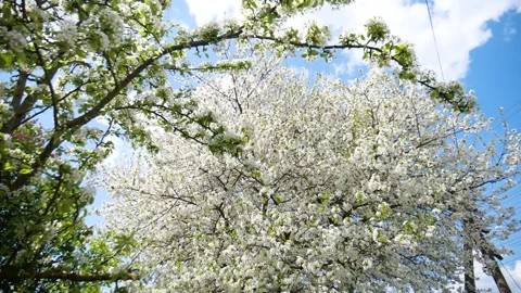 Cherry blossom on a tree in spring Video stock 330117304