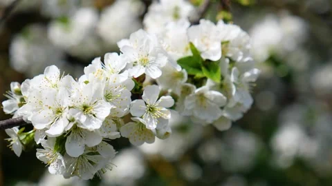 Cherry blossom on a tree in spring Vídeos de archivo 330117305