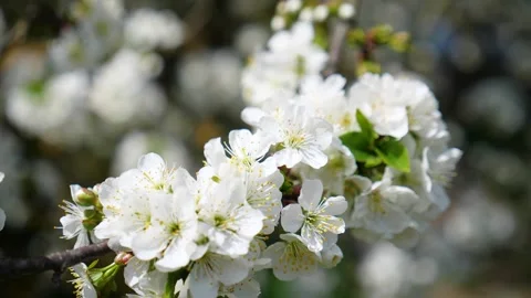 Cherry blossom on a tree in spring Video stock 330117309