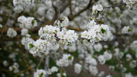 Cherry blossom on a tree in spring 動画素材 330117312